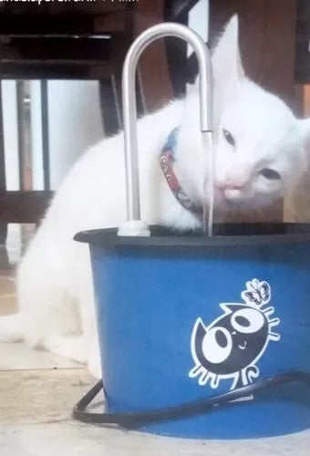 Bebedouro Gato - Bebedouro Gatos - Tipo Fonte + Brinde